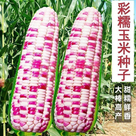 National Approval Super Sweet Colorful Waxy Corn Seeds Flowery Waxy Corn Seeds Colorful Cloud Sweet Waxy Corn Farmers High Yield National Approval Colorful Waxy Corn Seeds 2 Packs About 100 Grains