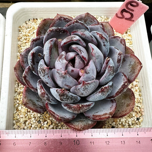 威廉王子肉肉多肉植物小盆栽绿植花卉锦一物一拍 a679