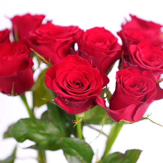 10 red single-headed roses