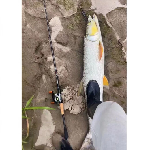 Buguilile pas mandarin Lure Rod 25 Horse Lance Competition Super Fast Tone GT Mandarin Fish Black Pit Perch 25 Horse Lance Competition / Gun Gunche C682MH