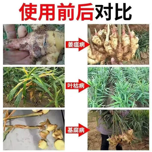 Soil bacteria clear agricultural genuine soil-borne diseases special rapid disinfection, sterilization and anti-repeat microbial fertilizer 3 bags to clear pathogenic bacteria and promote growth