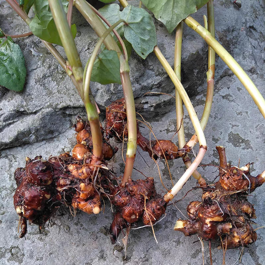Freshly dug golden buckwheat, Chinese medicinal material, wild buckwheat seedlings, golden buckwheat roots, wild buckwheat, Chinese medicinal material, wild buckwheat seedlings, Jin Qiao wheat, Jin Jin equal to 0.5 kg, with fibrous roots