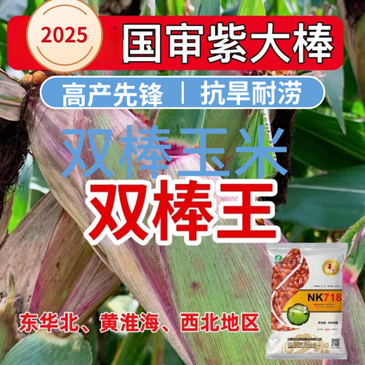 Twin autumn corn, high yield, nationally approved big stick corn seed, lodging and drought resistant seed, can be planted in Yunnan, Guizhou and Sichuan. NK718 2.9Jin Jin is equal to 0.5kg. It can be planted in one acre.