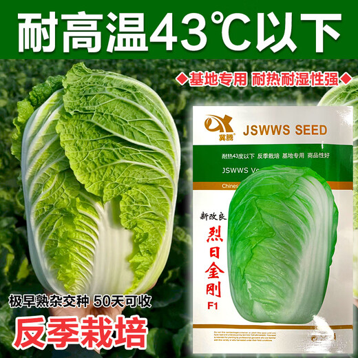 Japanese Xiayang heat-resistant Chinese cabbage seeds, vegetable seeds, Shandong summer high temperature, autumn four-season Bai Lai, Lieyang King Kong cabbage 10 grams (heat-resistant below 43 degrees)