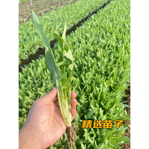 The store's best-selling authentic Guangxi Bobai sweet wheat seedlings are easy to grow, fresh and muddy, now pulled out and soft, crisp and clear, 38 authentic sweet wheat seedlings