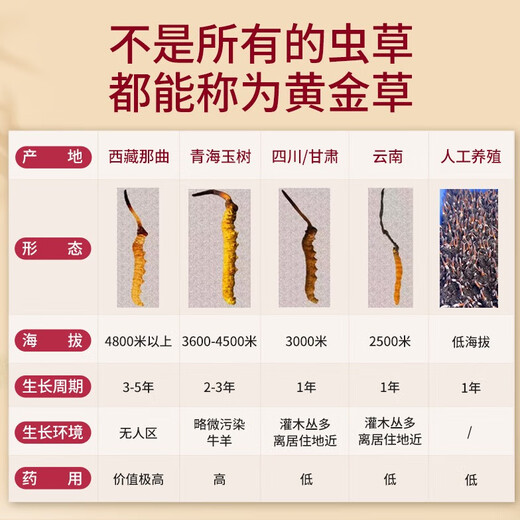 观采归【西藏那曲】野生冬虫夏草补品送长辈老年人营养礼盒虫草礼品实用 一级草[约2根/克] 30克60根商务装