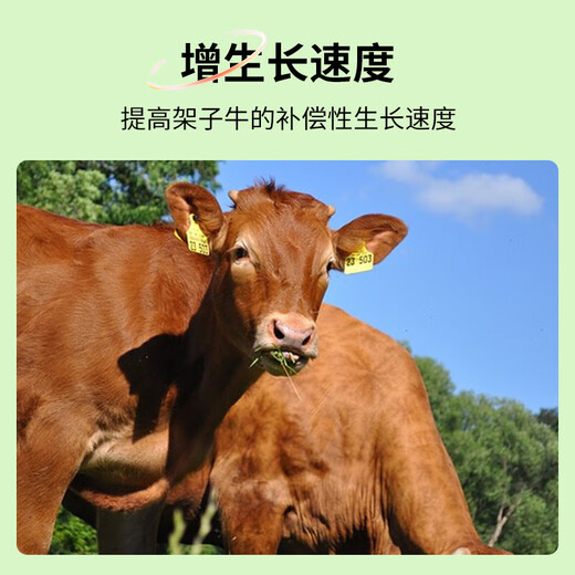 Shangdefuguo calf fast growing calf fast growing feed additive to pull the skeleton and promote growth 500g/bag 1 bag