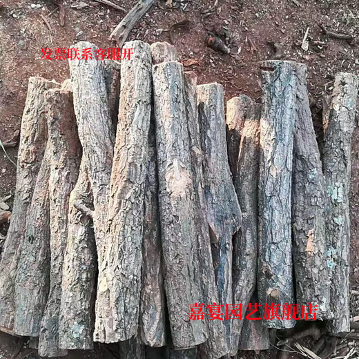 Champagne trunk underwater forest ornaments decoration pure natural water and land tank rainforest tank landscaping climbing pet turtle sun terrace 6-8 cm in diameter and 30 cm long