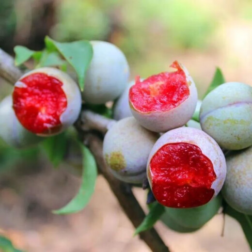Wholesale bee sugar plum seeds are delicious, sweet and sour, simple and easy to grow plum seeds, delicious and good bee sugar plum seeds (new species), selected mixed colors, half a pack of about 2 seeds