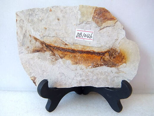 2025 new Liaoxi natural wolf fin fish fossils placed in stone animals retro paleontology science popularization specimens DB1047 with bracket
