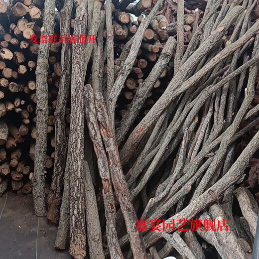 Champagne trunk underwater forest ornaments decoration pure natural water and land tank rainforest tank landscaping climbing pet turtle sun terrace 6-8 cm in diameter and 30 cm long