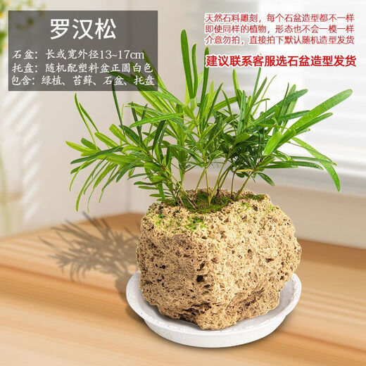 Absorbent stone flower pot, natural strange stone, absorbent stone, water-absorbing stone, raw stone stone pot, calamus succulent potted plant, bonsai micro-scape, 13-17cm stone pot + podocarpus package one