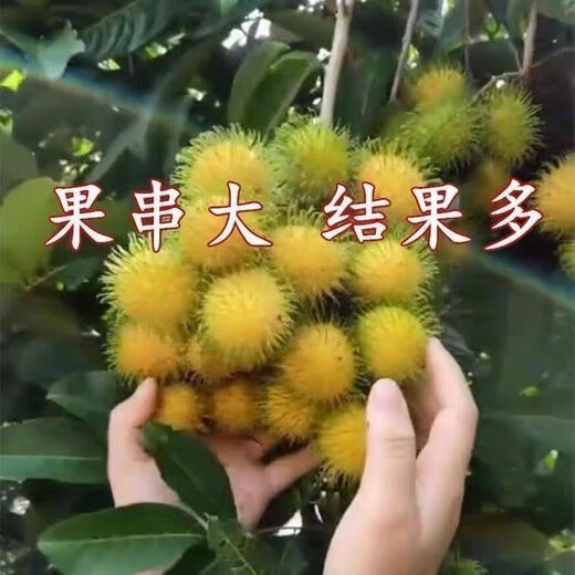 Rambutan seeds for all-season sowing, balcony potted plants and small yard planting, simple fruit and vegetable seeds collection. Rambutan seeds, original, selected high-quality seeds, one pack, about 10 seeds.