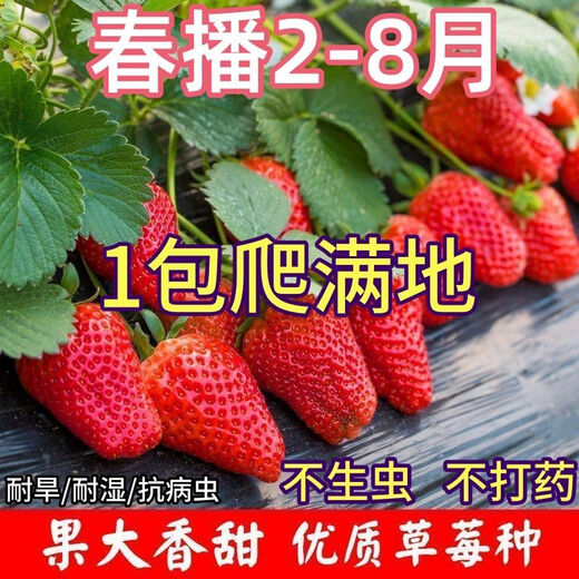 Qili Four Seasons Cream Strawberry Seeds White Cream Strawberry Seeds Spring Indoor Courtyard Balcony Potted Fruit Seeds Cream Red Strawberry 500 capsules/1 pack Best Pick