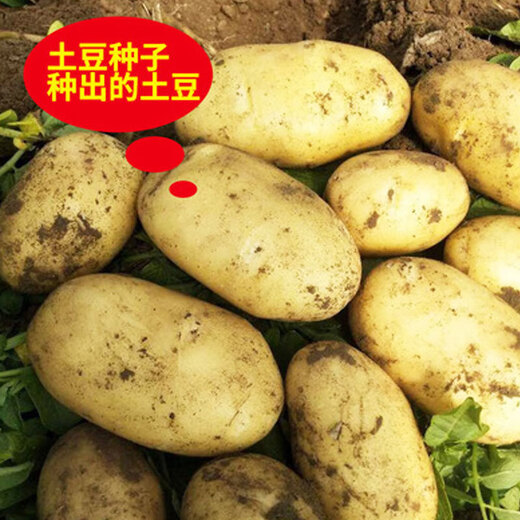 Sprouted potato seeds with yellow skin and yellow heart and buds original seeds wholesale large potatoes local potato seeds early maturing yellow skin potato seeds 10Jin Jin is equal to 0.5 kg (with buds)