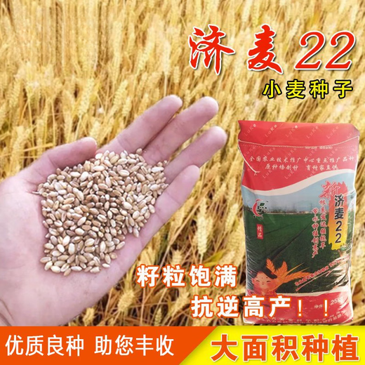 Nationally approved Jimai 22 wheat seeds, strong gluten field winter wheat seeds, high yield, dwarf stalks, lodging resistance and large panicle original species. Jimai 22 wheat original species 2Jin Jin is equal to 0.5 kg. Breed by the Academy of Agricultural Sciences