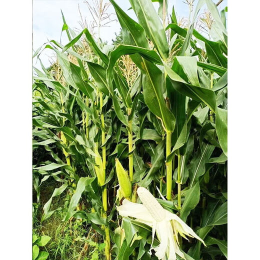 Early maturing short-stemmed white sweet and waxy white corn seeds in the field for sowing in all seasons with big sticks for fresh corn in spring and autumn Jinnuo 1915 600 grains