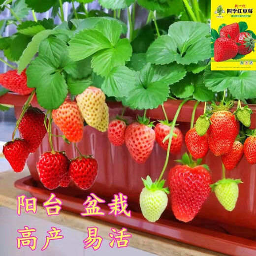 Qili Four Seasons Cream Strawberry Seeds White Cream Strawberry Seeds Spring Indoor Courtyard Balcony Potted Fruit Seeds Cream Red Strawberry 500 capsules/1 pack Best Pick