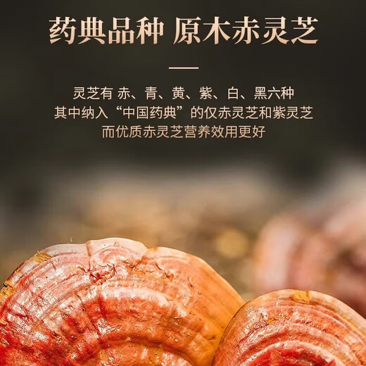 Beijing tongrentang changbai montaña rompiendo pared ganoderma lucidum esporas polvo auténtico camino de la cabeza de la bosque livzhi túnica en polvo debajo del bosque Ganoderma salvaje lucidum polvo de changbai montaña rompiendo pared ganoderma lucidum polvo de polvo auténtico 200 g nourishing nourishing nourishing salud salud