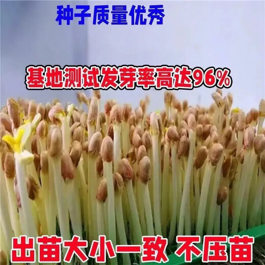 花生种子农科院种子带壳原种薄皮农家晒干红皮生花生 纯度：一代 海花一号[净重发货]3斤