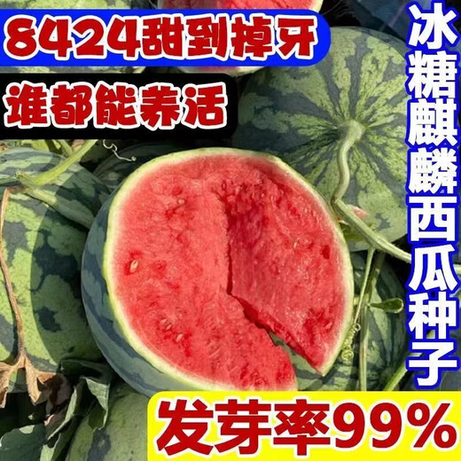 8424 Kirin watermelon seeds, seedless, high-yielding rock sugar, lazy watermelon seeds, southern four-season vegetable and fruit seeds, Huayu original color pack, 3 packs, about 150 capsules