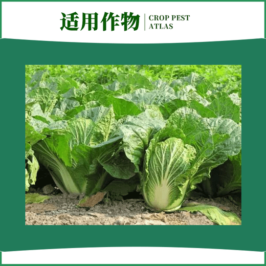 Zhongxun Zhongxun Zhongxun Zhongxun 8% Aminobutanol Chinese Cabbage Growth Regulator Soluble Powder Growth Regulator 300g