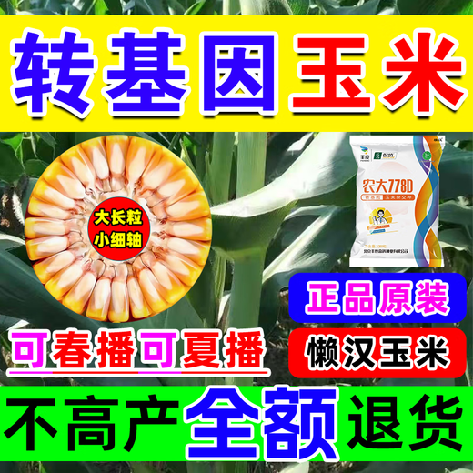 Strong man's genetically modified high-yield corn seeds with short stems and lodging resistance, nationally approved double-rod twins, drought-resistant new varieties of corn seeds, genetically modified golden grains, 4100 grains