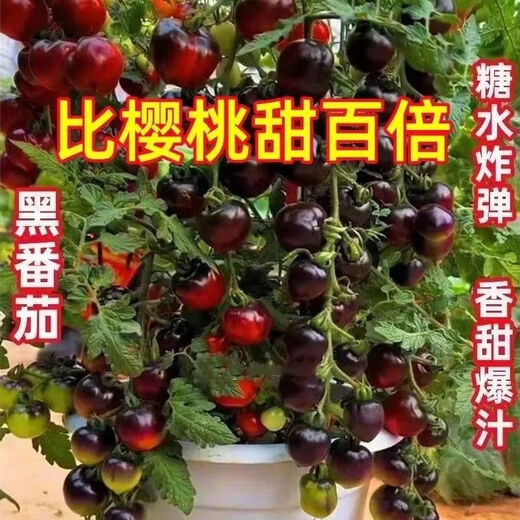 Black Tomato Seeds, Waterfall Tomatoes, Black Pearl Tomatoes, Small Tomato Seeds, Potted Cherry Tomato Fruit Seeds, Black Falls Cherry Tomato Seeds/pack, about 200 capsules, 1 pack