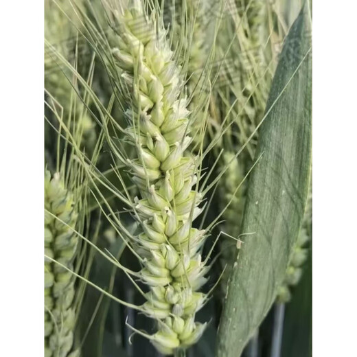 Daimai 728 двойной национальный обзор устойчивость к болезням и устойчивость к болезням высокоурожайные семена пшеницы 40 мешков Песня 8 мешков