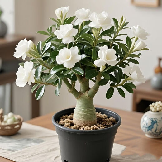 New desert rose, double petals, large flowers, strong fragrance, succulent rose flower plant, easy to live in all seasons, easy to raise for lazy people, clearance, double petals, atmospheric red, 8-year-old seedlings, 1 pot/original soil, original pot, guaranteed to survive