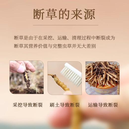 Cordyceps sinensis gebrochenes Gras Cordyceps hohe Höhe Cordyceps sinensis authentisch Cordycep