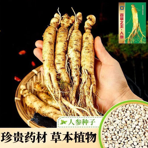 Changbai Mountain ginseng seeds are planted all year round in potted Northeastern American ginseng seeds, herbal medicinal seeds, 50 new seeds + fertilizer (100% germination rate)