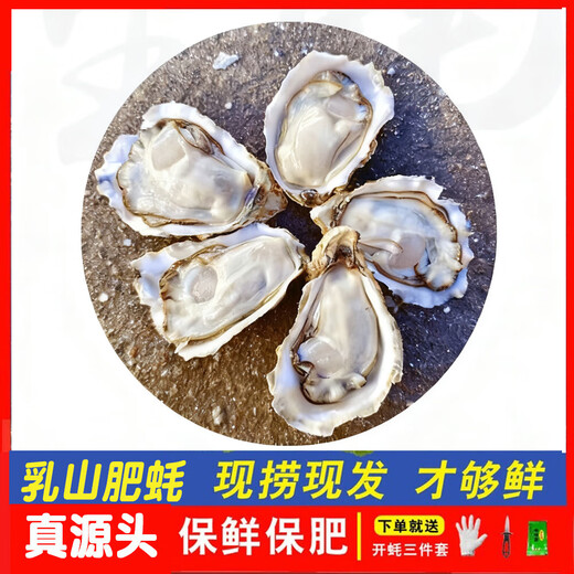 Fresh Rushan Oysters Fresh Authentic Rushan Oysters Sea Oysters 5 Jin Jin equals 0.5 kg box/10 Jin Jin equals 0.5 kg box 3XL medium oysters (20-30 pieces per box) with box 10 Jin Jin equals 0.5 kg