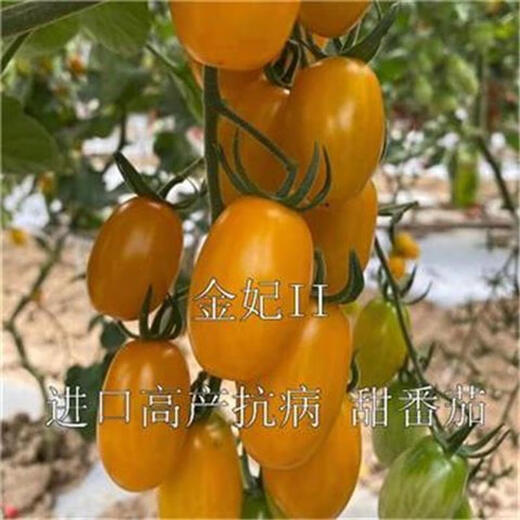 Pure sweet Jinfei II disease-resistant crisp cherry tomato seeds Jinfei II vegetable and fruit seeds Jinfei 20 capsules + fertilizer