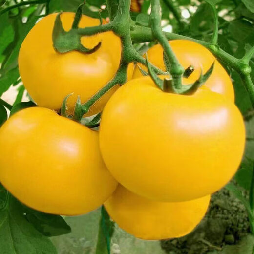 Rhubarb persimmon seeds, yellow tomato seeds, yellow imperial concubine tomato seeds, Northeast large fruit spring vegetable seeds, rhubarb tomato seeds/pack, about 200 capsules, 1 pack