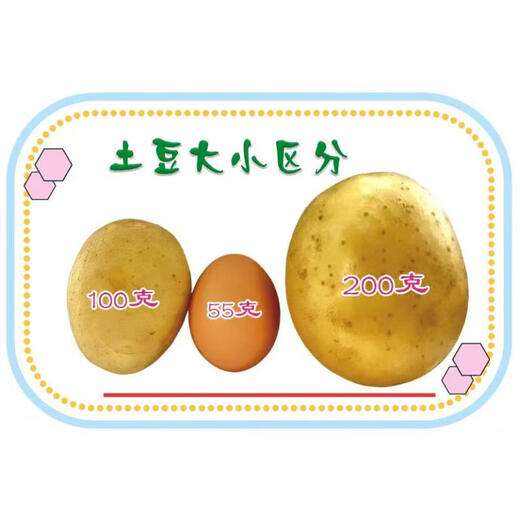Fresh potatoes are dug and found, Shandong's authentic yellow heart and yellow flesh, seasonal vegetables, potatoes and potato chips, 3 taels each, Shandong potatoes in boxes, 3 Jin Jin equal to 0.5 kg, Zhongdaguo