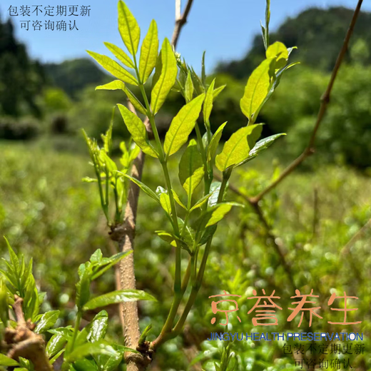 Yanhai Zhangjiajie Berry Tea Longxu Yajian Enshi Vine Tea Tujia Manna Special Grade Laifeng Vine Tea Mold Tea Yongshun Mold Tea 500g