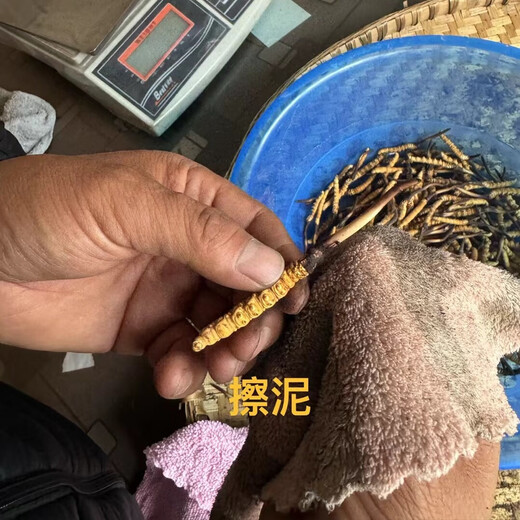 Naque Zhifa 2025 Tibet Naqu Highlity Authentic Wild First Fresh Cordyceps Sinensis One-For-100 Naqu Wild Grass 1,5 г/корень-100