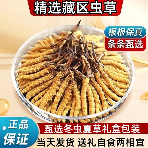 Luzhangtang Cordyceps gift box is packed with authentic Tibetan snow mountain Cordyceps gifts quality guaranteed to ship on the same day. Tibet Naqu fine cordyceps 2 pieces 1 gram 20 pieces