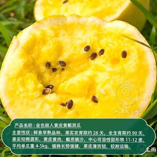 Dayu Lazy Man Watermelon Seed Seedlings Extra Large Suitable for Early Maturing Lazy Man in the South 8424 Kirin Melon Meidu Seedless Fruits and Vegetables Ansheng Golden Beauty Yellow Watermelon Seeds 100 capsules 2 bags