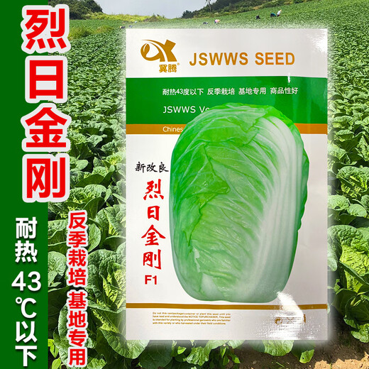 Japanese Xiayang heat-resistant Chinese cabbage seeds, vegetable seeds, Shandong summer high temperature, autumn four-season Bai Lai, Lieyang King Kong cabbage 10 grams (heat-resistant below 43 degrees)