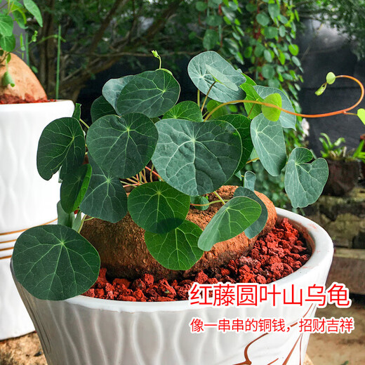 Mountain Turtle Plant Golden Potted Red Vine Blood Vine Hydroponic Bonsai Climbing Vine Indoor Desktop Succulent Green Plant Flowers Diameter 4-6cm 1 Red Vine Mountain Turtle + Gift