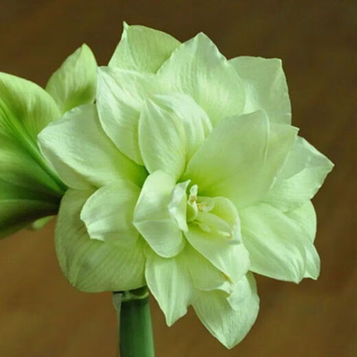 Imported amaryllis seed bulbs, large ball potted flower seedlings, double amaryllis seeds with buds for all seasons, green plants and flowers 9. Green field bulb circumference 15-18cm