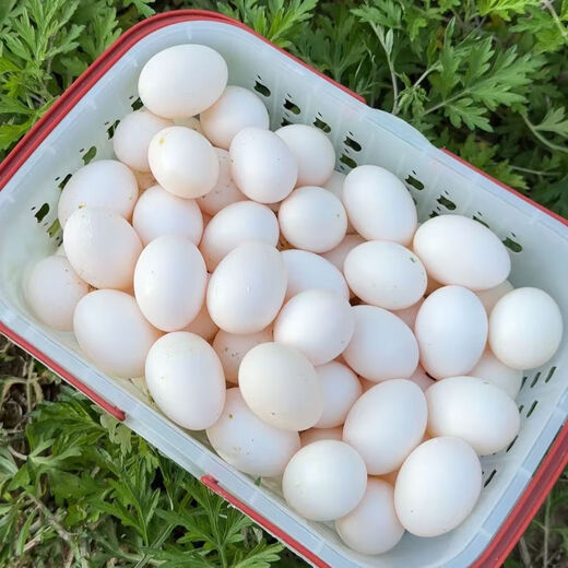 Authentic farm-raised fresh free-range pigeon eggs, now picked up and found, supplementary food for pregnant women and babies, farm-raised grain-fed pigeon eggs, 20 pieces