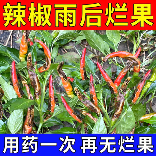 Zhonggu Nongkang (ZGNK) pepper special fungicide, agricultural disinfection and sterilization virus, anthrax disease, rolled leaf dead seedlings, rotten roots and rot fungicides, pepper pathogen cleaner 8 bags, the first choice for large growers