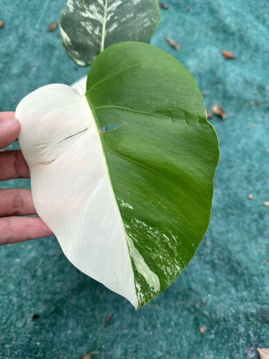 Белый монстр Monstera Yin-Yang Белый черепаховый зеленый растение горячее растение горячее растение Jinhua Plant Internet Plain Leaf Leaf Doszlant Один из них один выстрел № 187 3884 Листья Инь-Ян Петли Старые листья разбиты, горшок