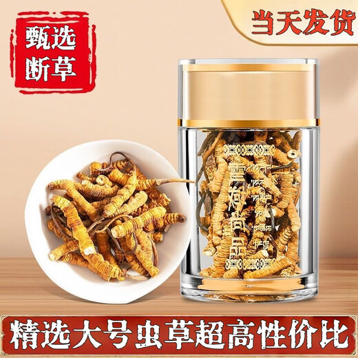 Cordyceps sinensis gebrochenes Gras Cordyceps hohe Höhe Cordyceps sinensis authentisch Cordycep