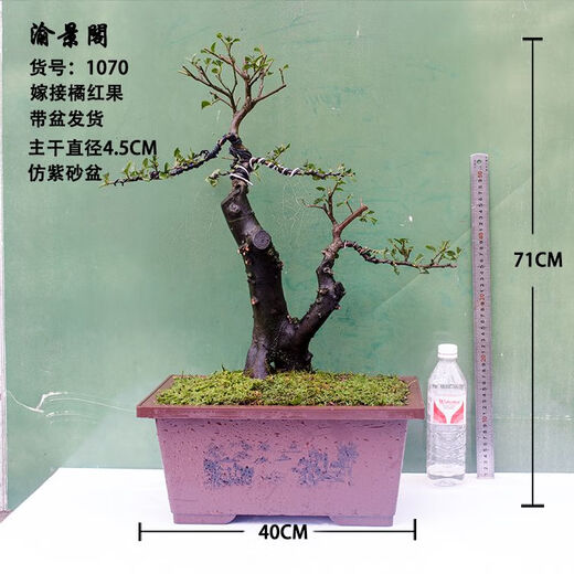 Sichuan golden marble grafting ripe pile Chongqing old pile fruit mother pile bonsai tree stump golden egg blood red fruit gourd fruit No. 1047 grafting 5 blood red fruit Delivery with pots Good for planting with pots