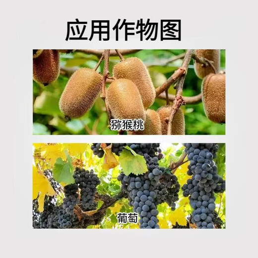 Zhaojiaguo clofenuron Xinruifeng Zhaojiaguo fruit-setting medicine for grapes special flower-preserving and fruit-preserving watermelon and kiwi fruit enlarging agent 1L (12 bottles 1 box)