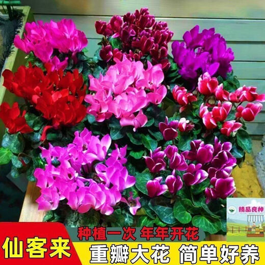 Large flower Cyclamen seeds Cyclamen potted seeds New Year's Eve plants flowers balcony can be potted to bloom in all seasons Cyclamen seeds national red BVD263 new seeds 1 pack of about 105 seeds Song Song